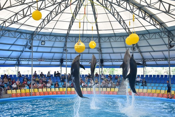 Phuket Dolphin Show